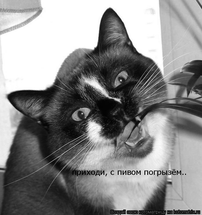 приходи, с пивом погрызём..... Котоматрица: приходи, с пивом погрызём..