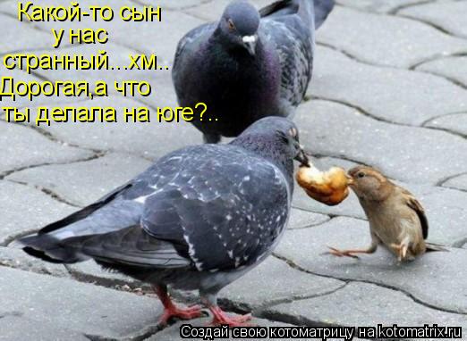 Какой-то сын у нас странный...хм.. Дорогая,а что ты делала на юге?..... Котоматрица: Какой-то сын у нас странный...хм.. Дорогая,а что ты делала на юге?..