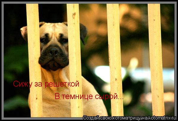 Котоматрица: Сижу за решеткой  В темнице сырой...