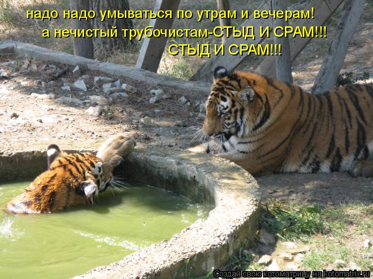 Котоматрица: надо надо умываться по утрам и вечерам! а нечистый трубочистам-СТЫД И СРАМ!!! СТЫД И СРАМ!!!