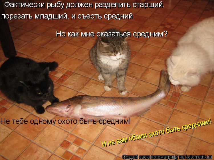 Фактически рыбу должен разделить старший. порезать младший, и съесть средний Но как мне оказаться сре... Котоматрица: Фактически рыбу должен разделить старший. порезать младший, и съесть средний Но как мне оказаться средним? Не тебе одному охото быть средни