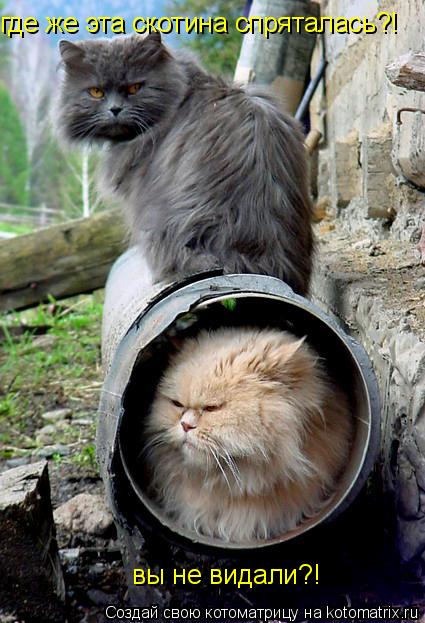 где же эта скотина спряталась?! вы не видали?!... Котоматрица: где же эта скотина спряталась?! вы не видали?!