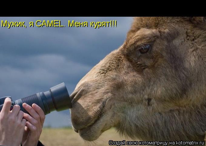 Мужик, я CAMEL. Меня курят!!!... Котоматрица: Мужик, я CAMEL. Меня курят!!!