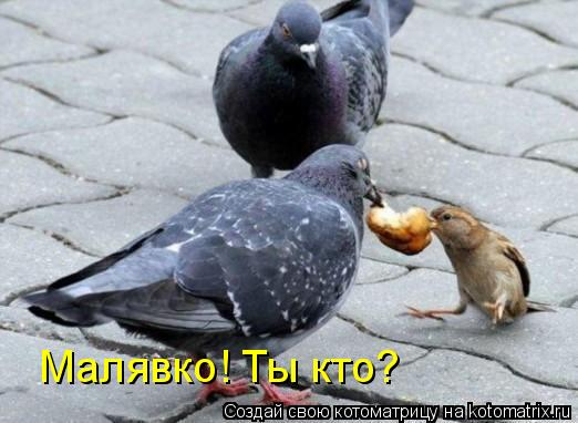 Малявко! Ты кто?... Котоматрица: Малявко! Ты кто?