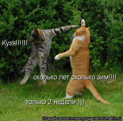 Котоматрица: Кузя!!!!!! сколько лет сколько зим!!!! только 2 недели:)))