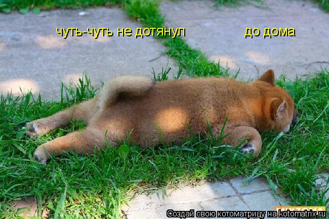 Котоматрица: чуть-чуть не дотянул                до дома
