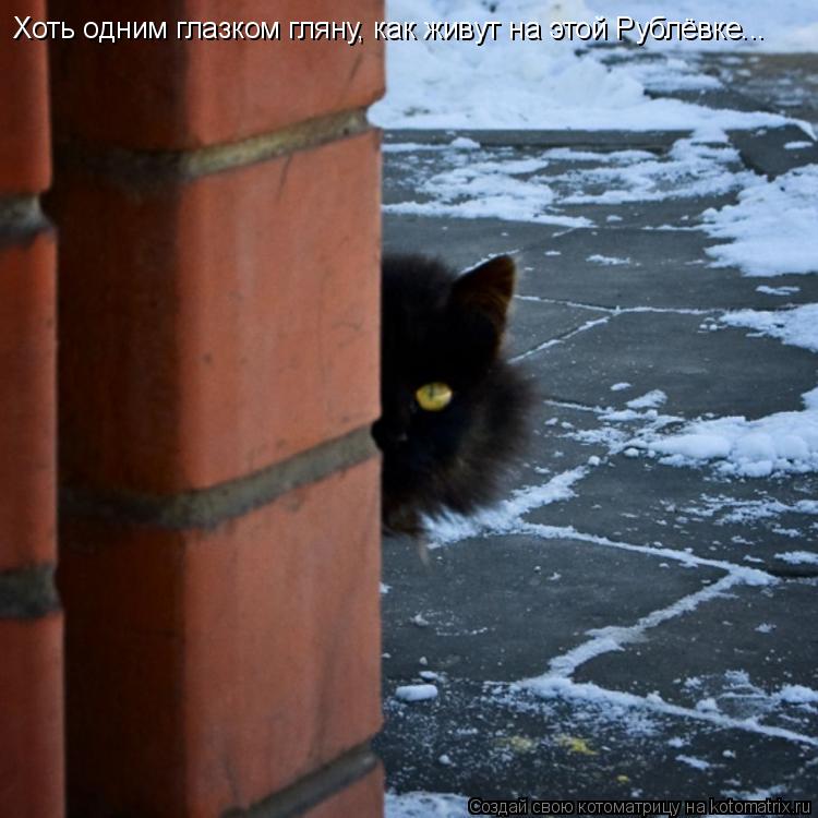 Котоматрица: Хоть одним глазком гляну, как живут на этой Рублёвке...