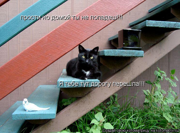 прости но домой ты не попадеш!!! Я тебе тут дорогу перешла!!!... Котоматрица: прости но домой ты не попадеш!!! Я тебе тут дорогу перешла!!!