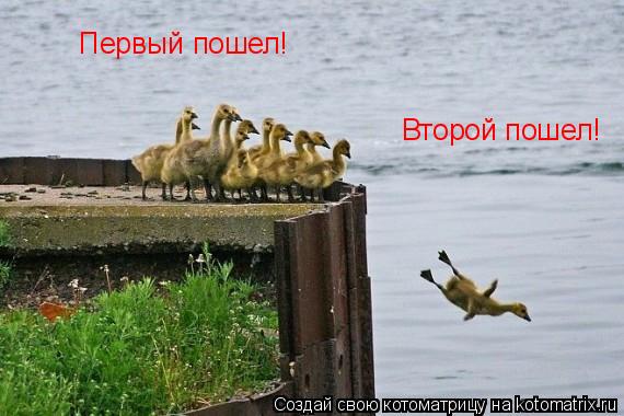 Первый пошел! Второй пошел!... Котоматрица: Первый пошел! Второй пошел!