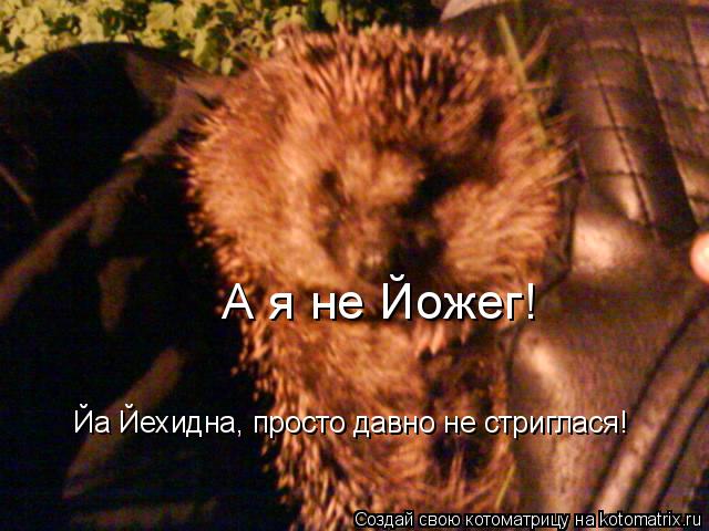 Котоматрица: А я не Йожег!  Йа Йехидна, просто давно не стриглася!
