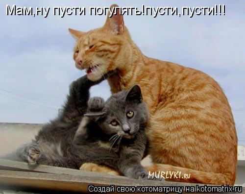 Котоматрица: Мам,ну пусти погулять!пусти,пусти!!!