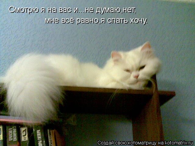 Котоматрица: Смотрю я на вас и...не думаю,нет, мне всё равно,я спать хочу.