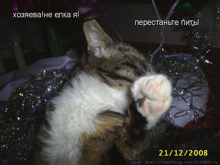 Котоматрица: хозяева!не елка я! перестаньте пить!