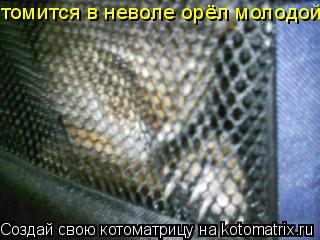 Котоматрица: томится в неволе орёл молодой