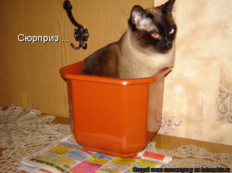 Котоматрица: Сюрприз ...