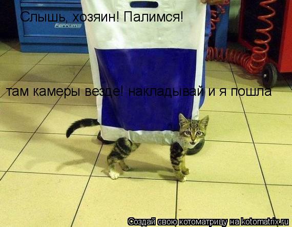 Котоматрица: Слышь, хозяин! Палимся! там камеры везде! накладывай и я пошла