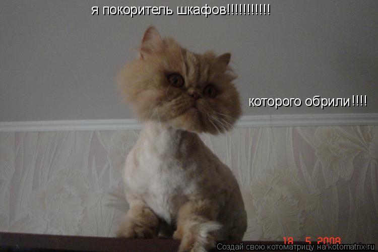 я покоритель шкафов!!!!!!!!!!! которого обрили !!!!... Котоматрица: я покоритель шкафов!!!!!!!!!!! которого обрили !!!!