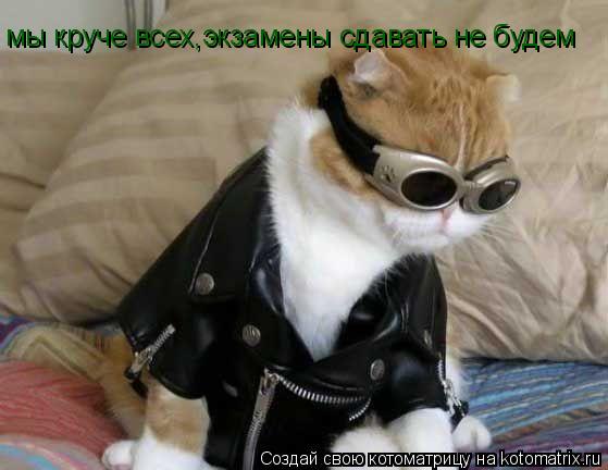 Котоматрица: мы круче всех,экзамены сдавать не будем