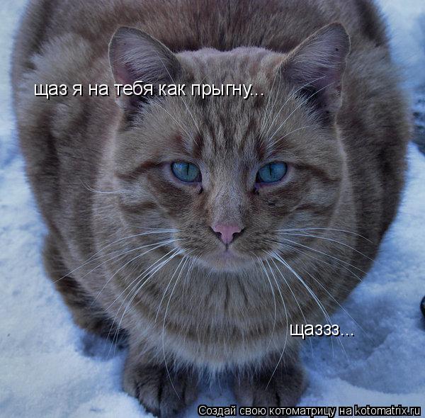 Котоматрица: щаз я на тебя как прыгну... щаззз...