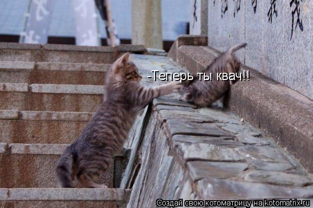 Котоматрица: -Теперь ты квач!!