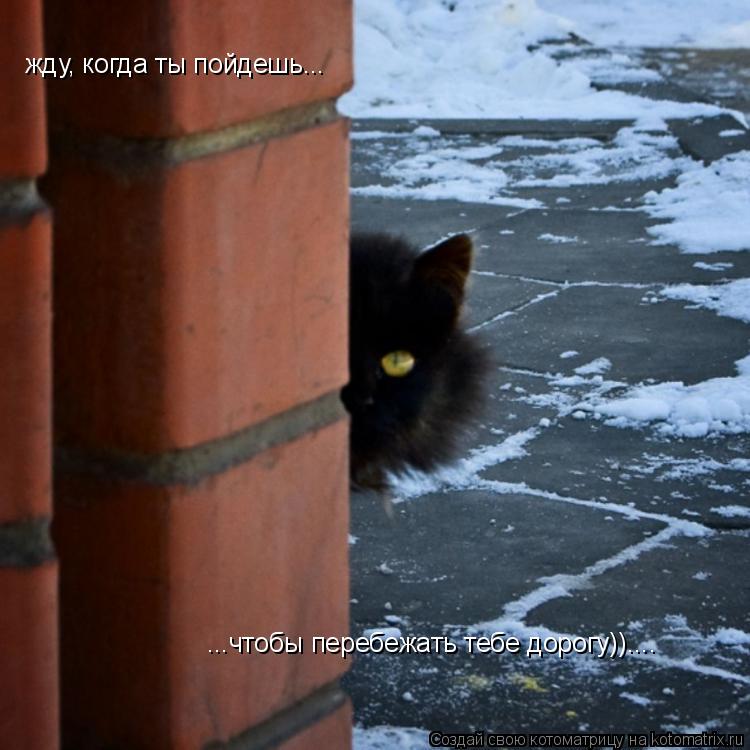 Котоматрица: жду, когда ты пойдешь... ...чтобы перебежать тебе дорогу))....