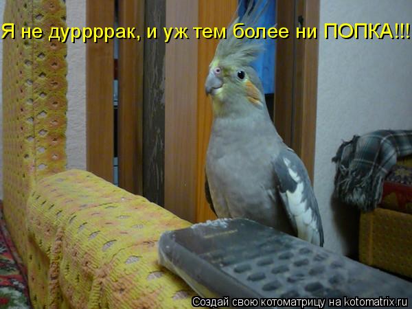 Котоматрица: Я не дуррррак, и уж тем более ни ПОПКА!!!!