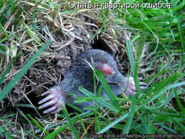 Котоматрица: Опять я квартирой ошибся.