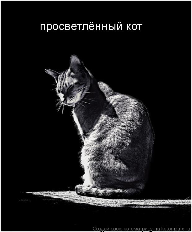 Котоматрица: просветлённый кот