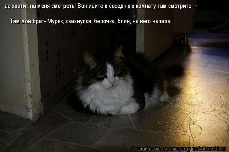 Котоматрица: да хватит на меня смотреть! Вон идите в соседнюю комнату там смотрите! Там мой брат- Муряк, свихнулся, белочка, блин, на него напала.