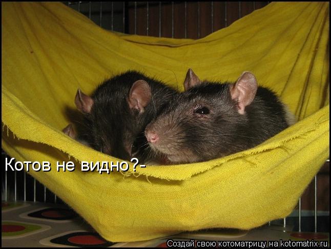 Котов не видно?-... Котоматрица: Котов не видно?-