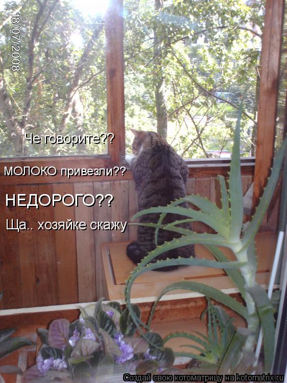 Че говорите?? МОЛОКО привезли?? НЕДОРОГО?? Ща.. хозяйке скажу... Котоматрица: Че говорите?? МОЛОКО привезли?? НЕДОРОГО?? Ща.. хозяйке скажу
