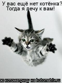 Котоматрица: У вас ещё нет котёнка? Тогда я лечу к вам!