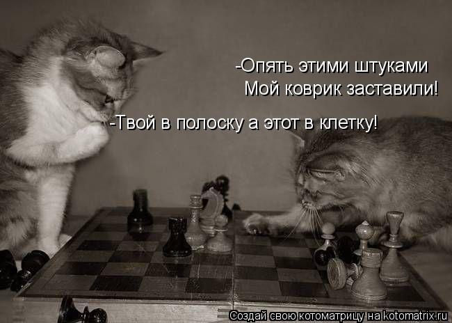 Котоматрица: -Опять этими штуками  Мой коврик заставили! -Твой в полоску а этот в клетку!