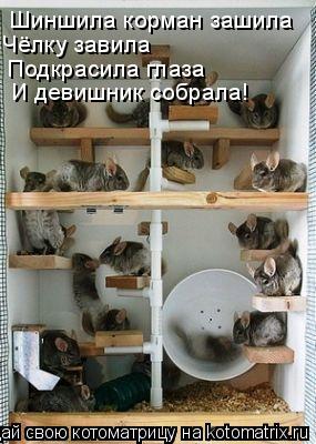 Шиншила корман зашила Чёлку завила Подкрасила глаза И девишник собрала!... Котоматрица: Шиншила корман зашила Чёлку завила Подкрасила глаза И девишник собрала!
