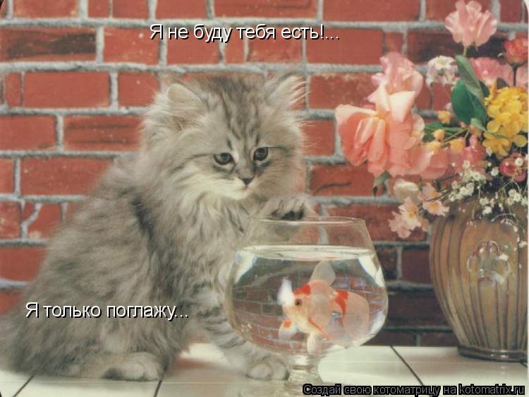 Котоматрица: Я не буду тебя есть!... Я только поглажу...