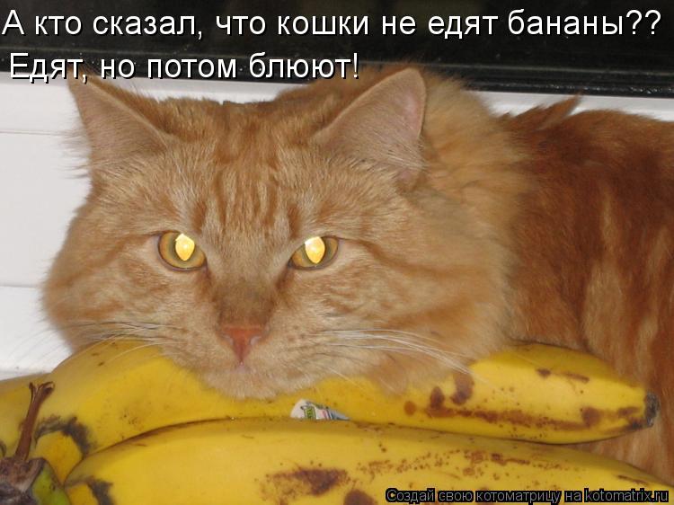 А кто сказал, что кошки не едят бананы?? Едят, но потом блюют!... Котоматрица: А кто сказал, что кошки не едят бананы?? Едят, но потом блюют!
