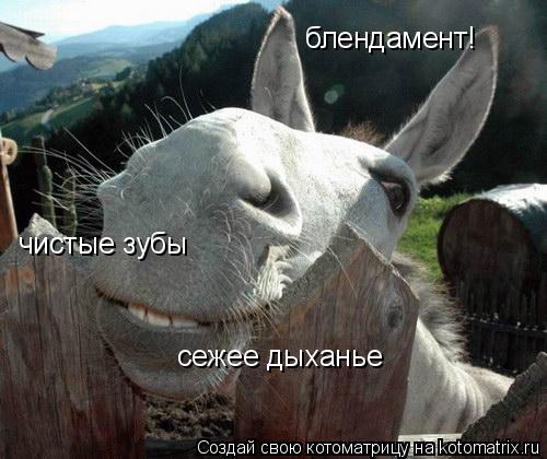 Котоматрица: блендамент! чистые зубы сежее дыханье