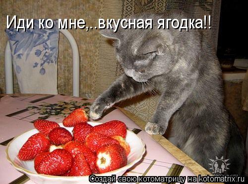 Котоматрица: Иди ко мне,..вкусная ягодка!!