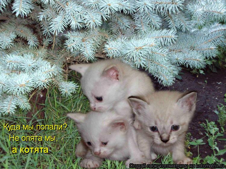 Котоматрица: Куда мы попали? Не опята мы, а котята