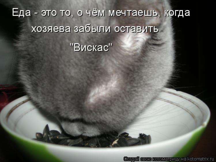 Еда - это то, о чём мечтаешь, когда хозяева забыли оставить "Вискас"... Котоматрица: Еда - это то, о чём мечтаешь, когда хозяева забыли оставить "Вискас"