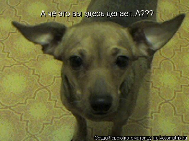 А чё это вы здесь делает..А???... Котоматрица: А чё это вы здесь делает..А???