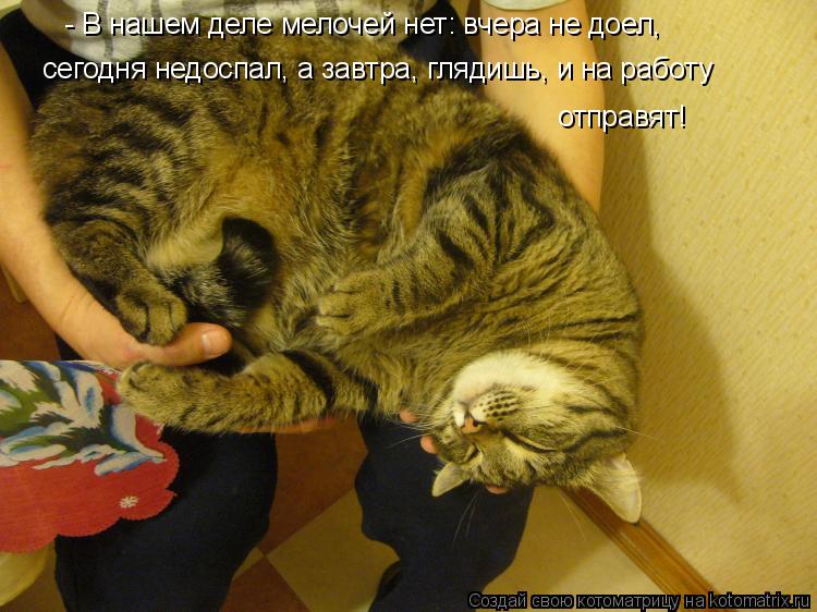 Котоматрица: - В нашем деле мелочей нет: вчера не доел,  сегодня недоспал, а завтра, глядишь, и на работу  отправят!
