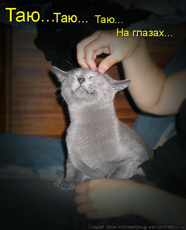 Котоматрица: Таю... Таю... Таю... На глазах...