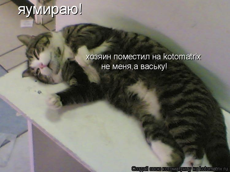 Котоматрица: яумираю! хозяин поместил на kotomatrix не меня,а ваську!