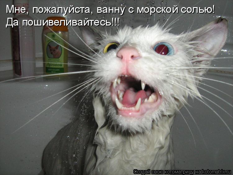 Котоматрица: Мне, пожалуйста, ванну с морской солью! Да пошивеливайтесь!!!