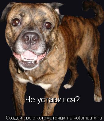 Котоматрица: Че уставился? Че уставился?