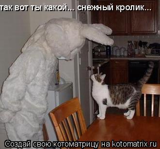 так вот ты какой... снежный кролик...... Котоматрица: так вот ты какой... снежный кролик...