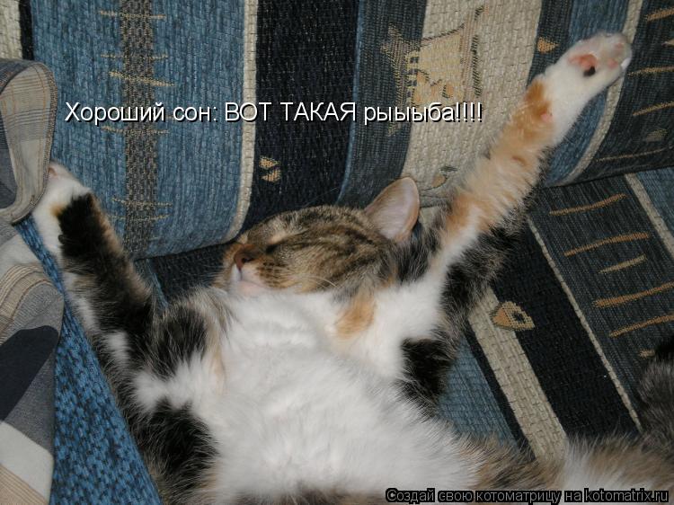 Хороший сон: ВОТ ТАКАЯ рыыыба!!!!... Котоматрица: Хороший сон: ВОТ ТАКАЯ рыыыба!!!!
