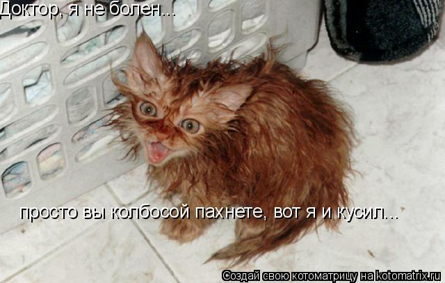 Доктор, я не болен... Доктор, я не болен... просто вы колбосой пахнете, вот я и кусил...»... Котоматрица: Доктор, я не болен... Доктор, я не болен... просто вы колбосой пахнете, вот я и кусил...»