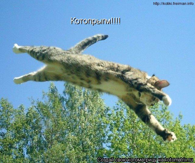 Котоматрица: Котопрыгм!!!!